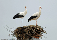 Weißstorch (2 von 20).jpg